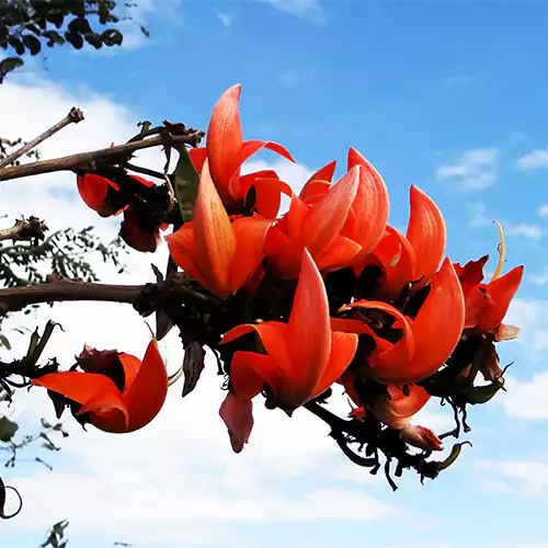 Tesu Flower